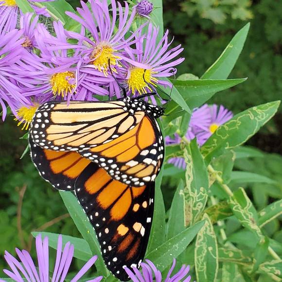 Meet your Posher, Raquel - Picture 1 of 1